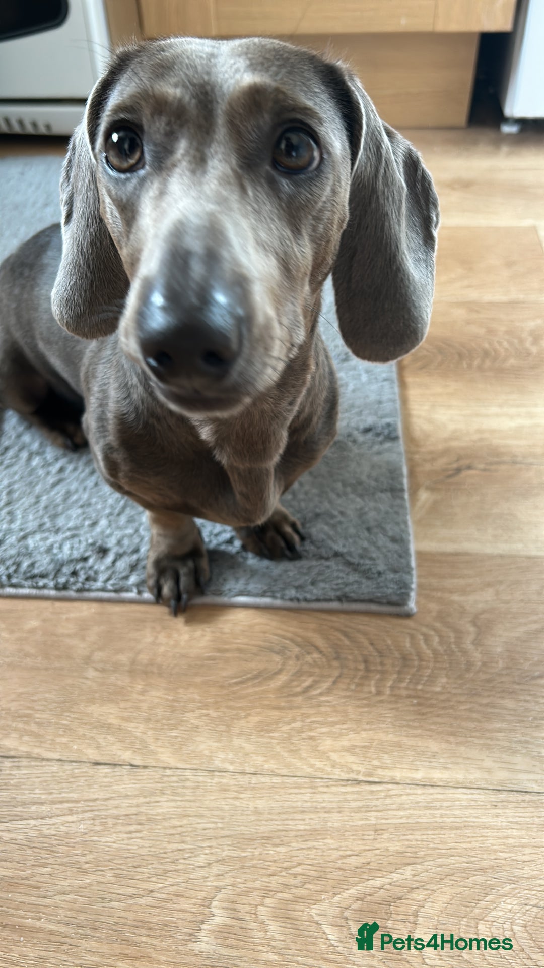 Miniature Dachshund dogs for sale: Lovely dog needs a new home - Image 3
