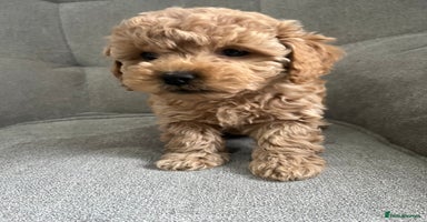 Mixed Breed dogs - Advert 15