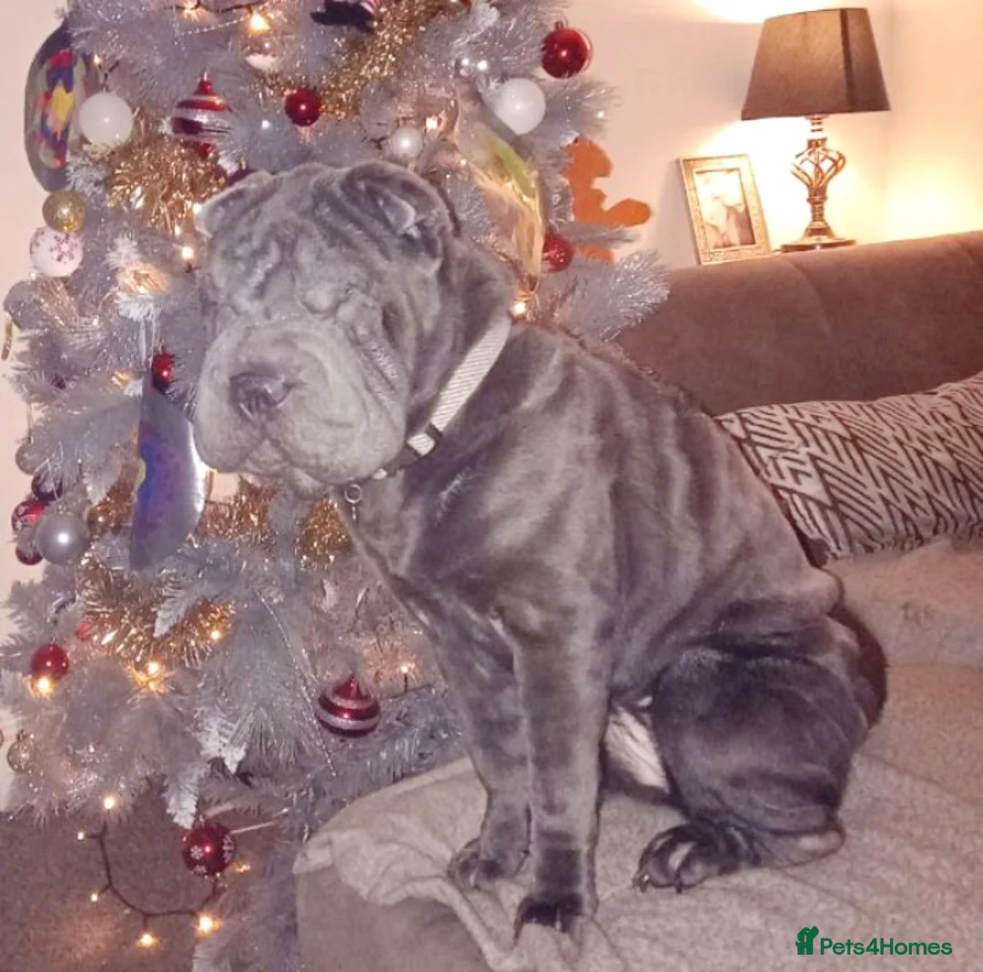 Shar Pei dogs for sale: Blue Shar Pei 12months Female - Advert 7