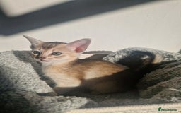 Abyssinian cats for sale: GCCF registered beautiful Abyssinian kittens - Image 7
