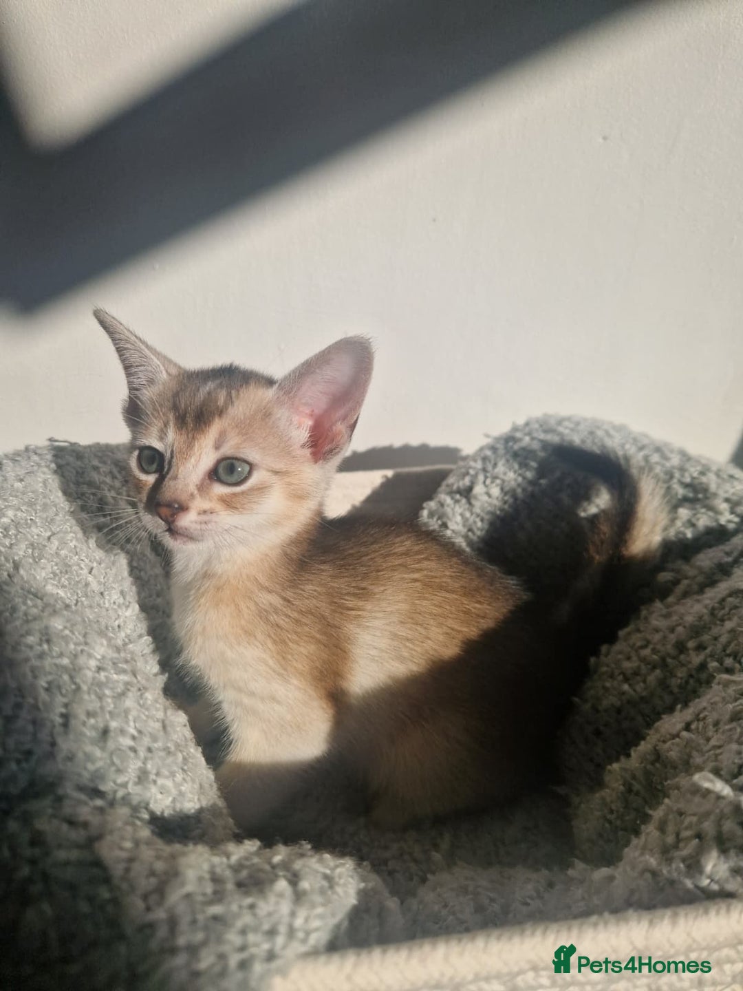 Abyssinian cats for sale: GCCF registered beautiful Abyssinian kittens - Image 7