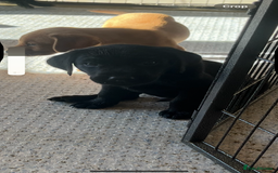 Labrador Retriever dogs for sale: Stunning fox red & black Labrador puppies  - Image 13