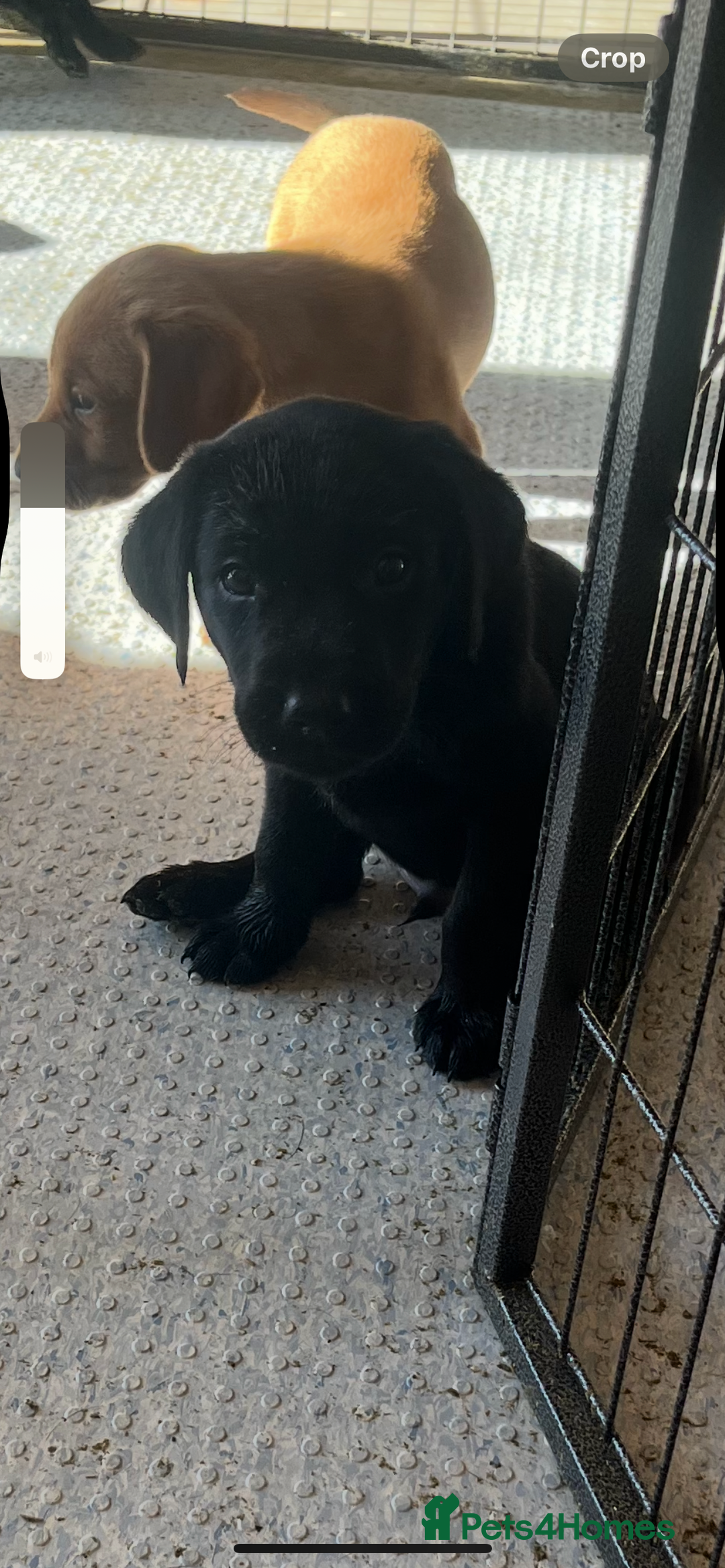 Labrador Retriever dogs for sale: Stunning fox red & black Labrador puppies  - Image 13
