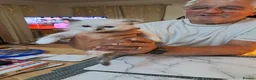 Ragdoll cats for sale: Four Beautiful Ragdoll kittens  - Advert 12