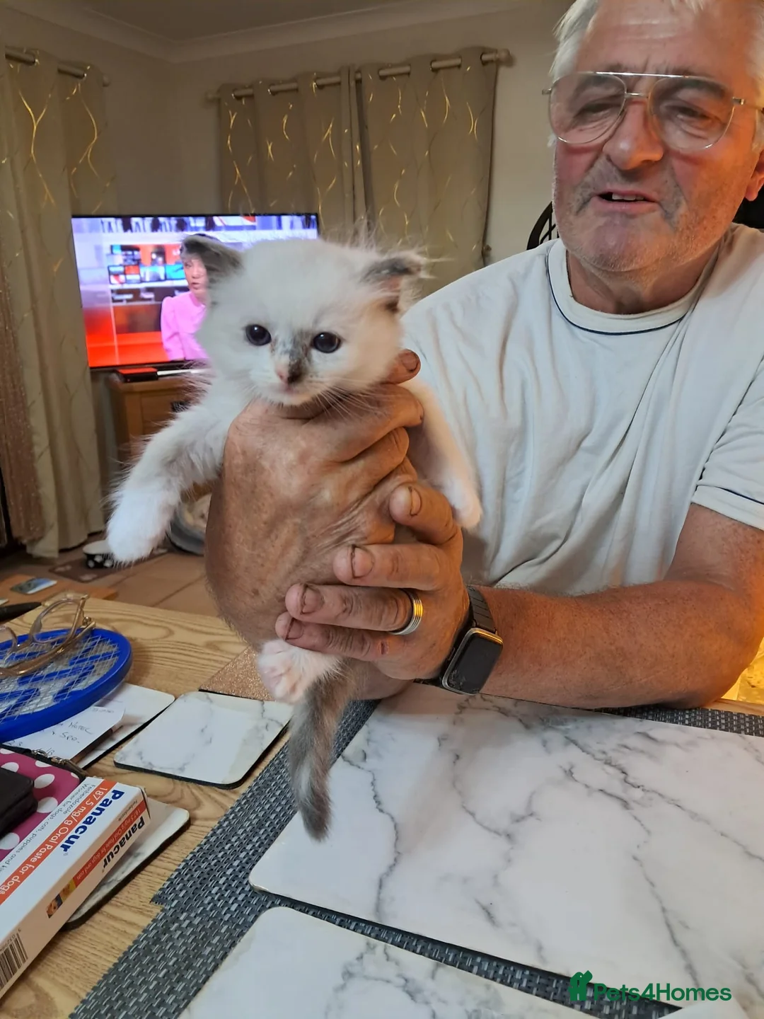 Ragdoll cats for sale: REDUCED 2 amazing little boys GCCF Ragdolls - Advert 28