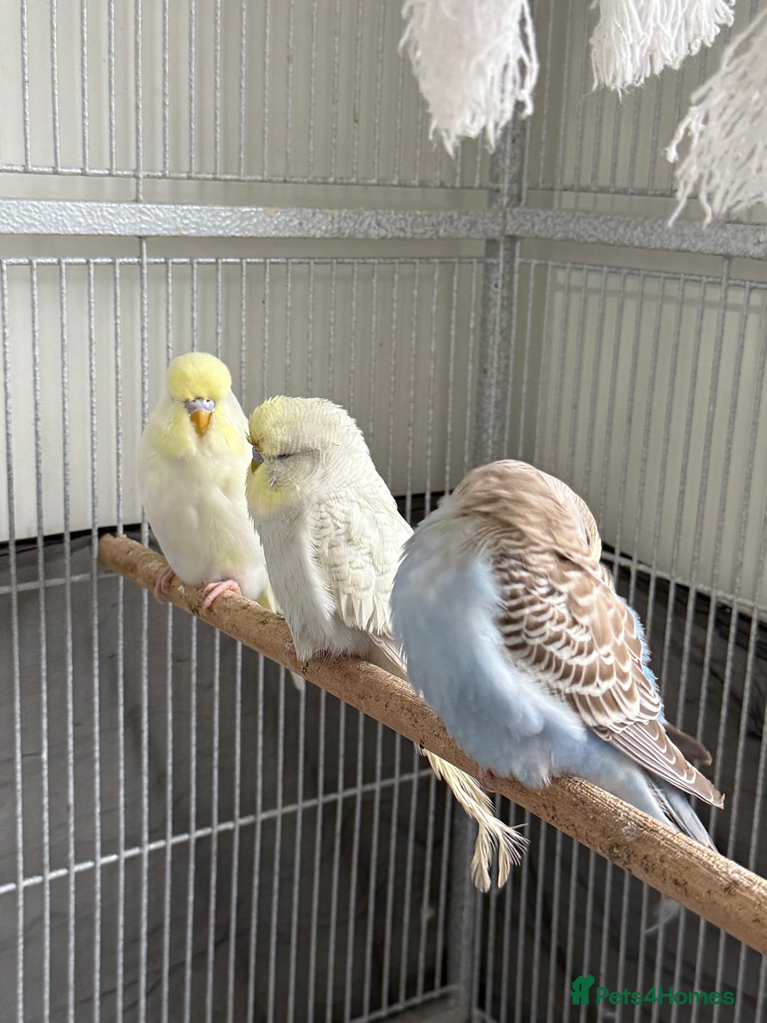 Budgerigars birds for sale: Young Budgies - Advert 4