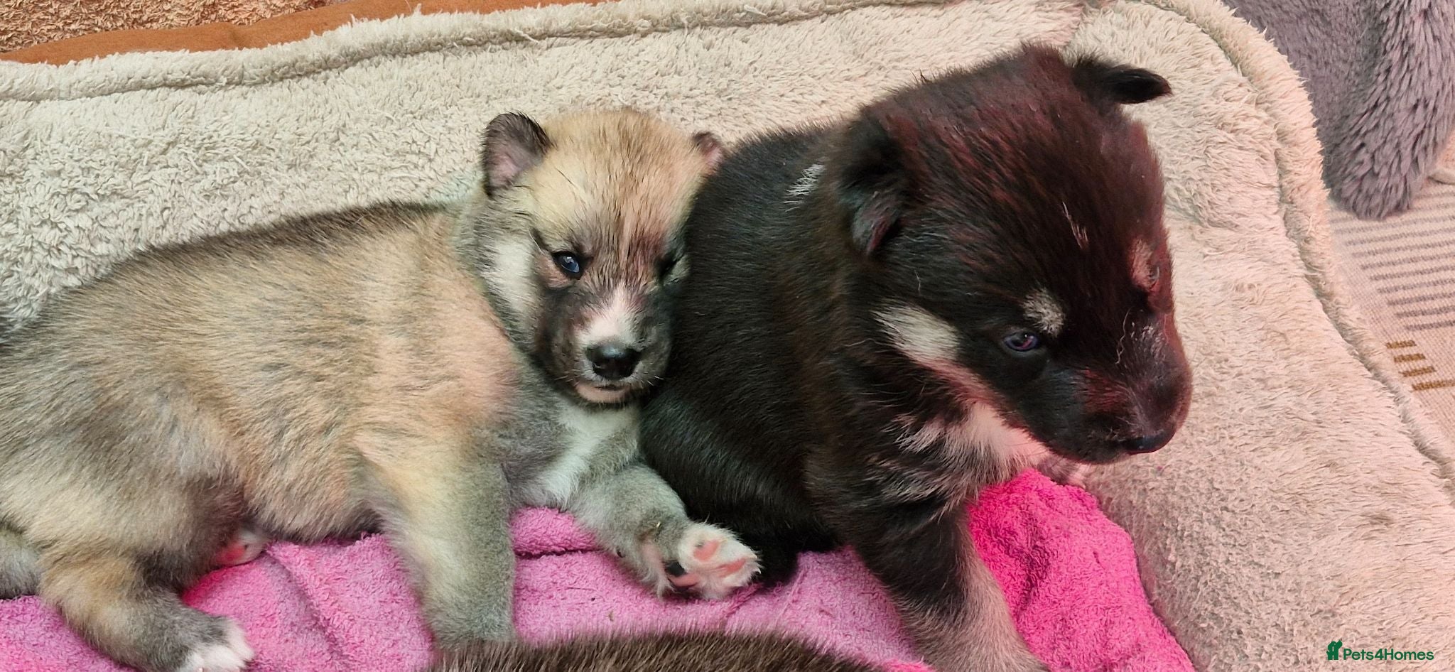Siberian Husky dogs Last Girl Siberian Husky left – b. 21/5/26 - Advert 2