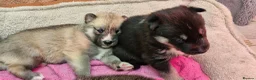 Siberian Husky dogs for sale: 5 Boys & 2 Girls Siberian Huskies – 8 Weeks Old - Advert 13