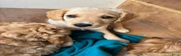 Mixed Breed dogs for sale: ONLY 2 LEFT Double Doodle Puppies (Cockadoodles) - Advert 14