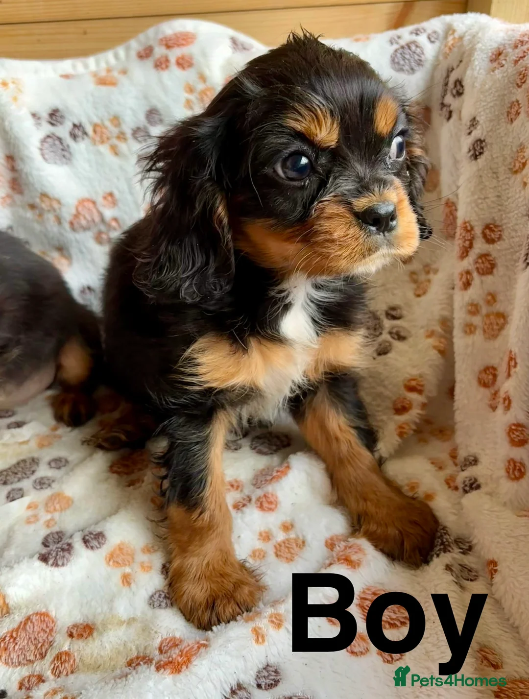 Cavalier King Charles Spaniel dogs for sale: Beautiful puppies looking for forever homes - Advert 9