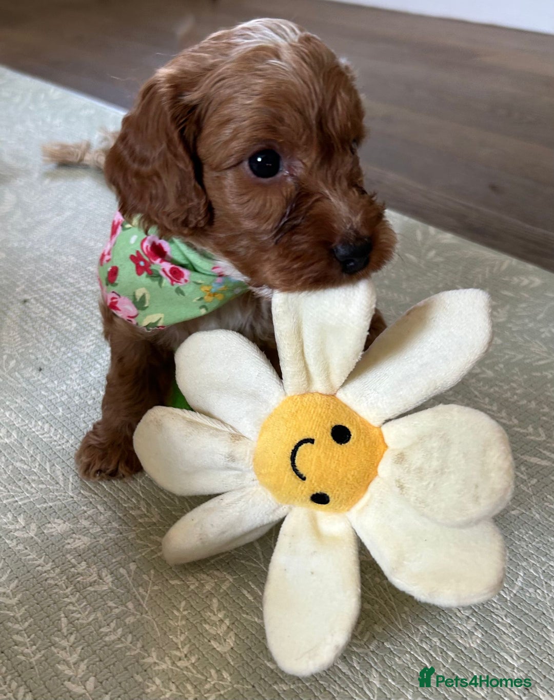 Cockapoo dogs for sale: Cockapoo puppies - Image 9