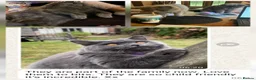British Shorthair cats for sale: Only 2 girls left-large kitten pack-sweet girls - Advert 15