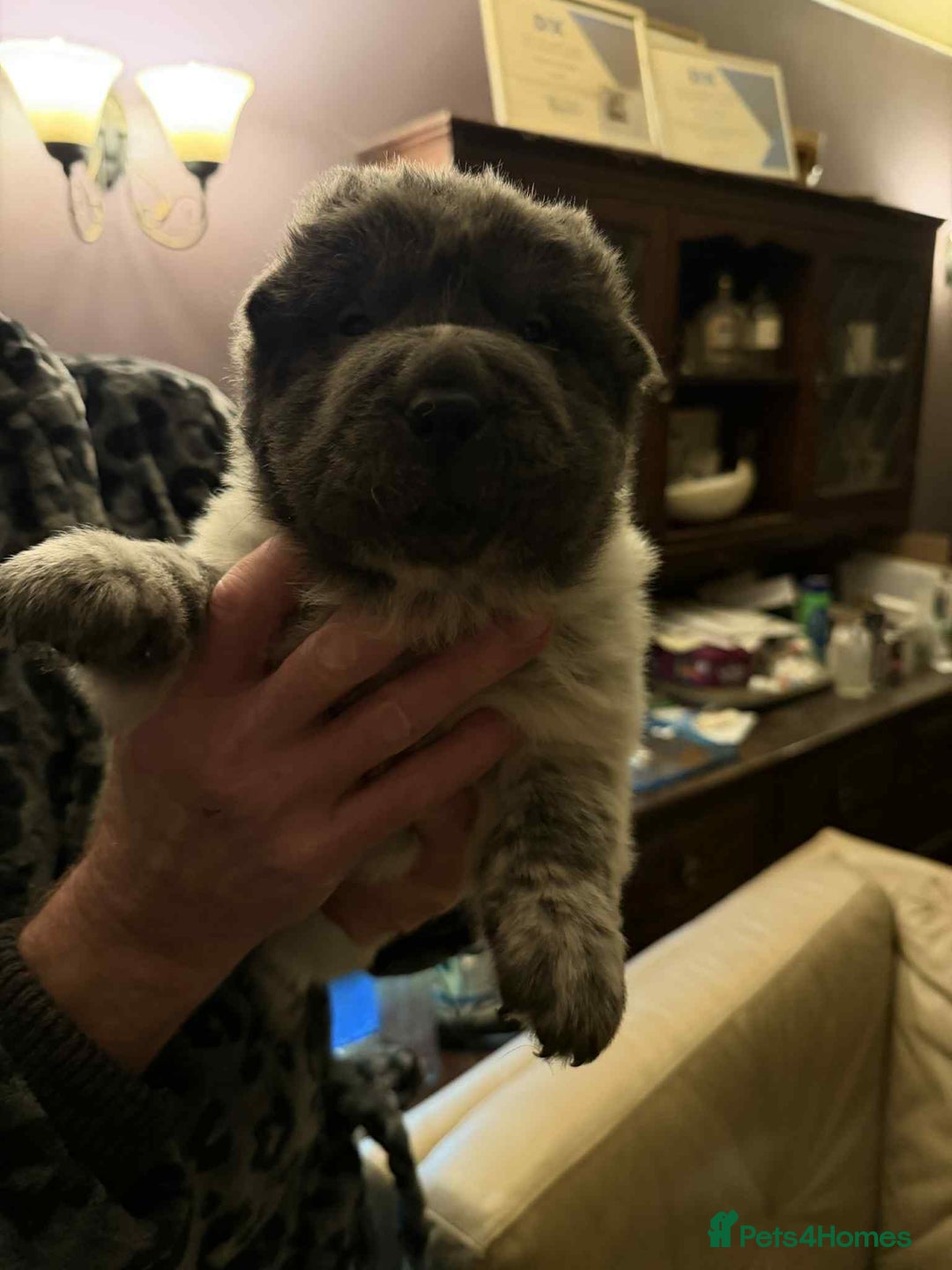 Shar Pei dogs for sale: 4 gorgeous bear coat shar pei puppies - Advert 13