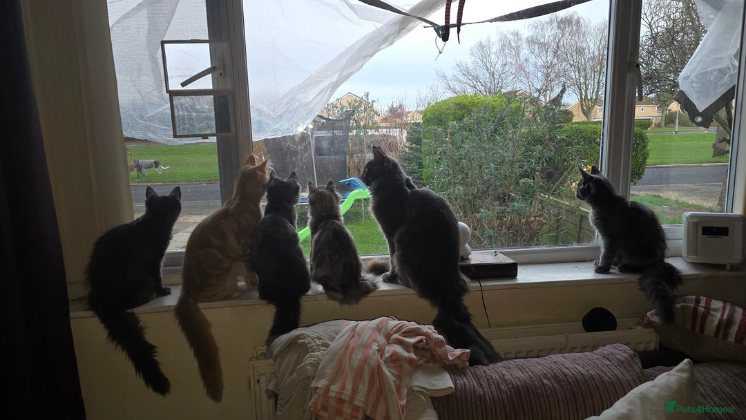 Maine Coon cats for sale: 5 beautiful maine coon ready to go - Advert 27