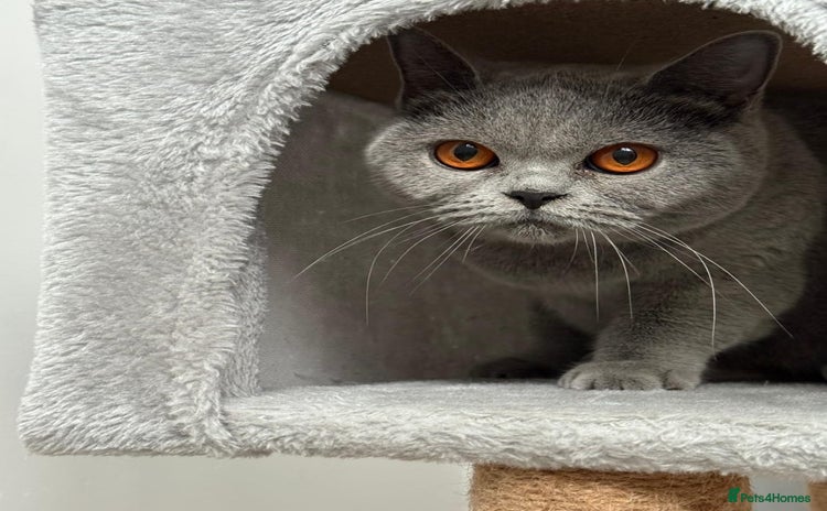 British Shorthair cats - Advert 7