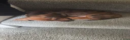 Miniature Dachshund dogs for sale: Miniature dachshund - Advert 3