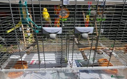 Canaries birds for sale: Beautiful Canary with cage and accessories  - Image 4