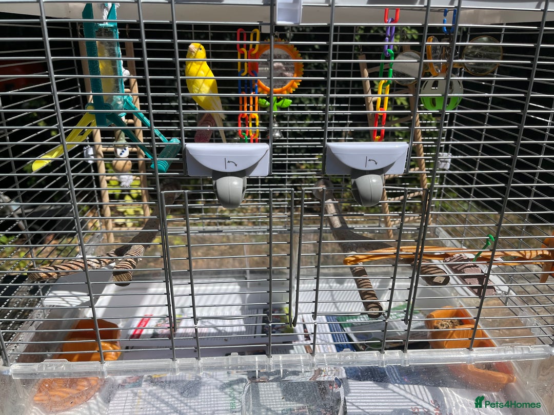 Canaries birds for sale: Beautiful Canary with cage and accessories  - Image 4