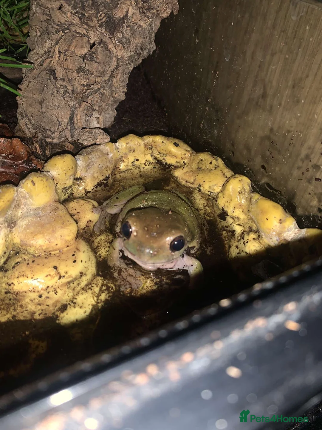 Frog reptiles for sale: Whites Tree Frog With Full Bioactive Vivarium in Clacton-on-Sea - Advert 1