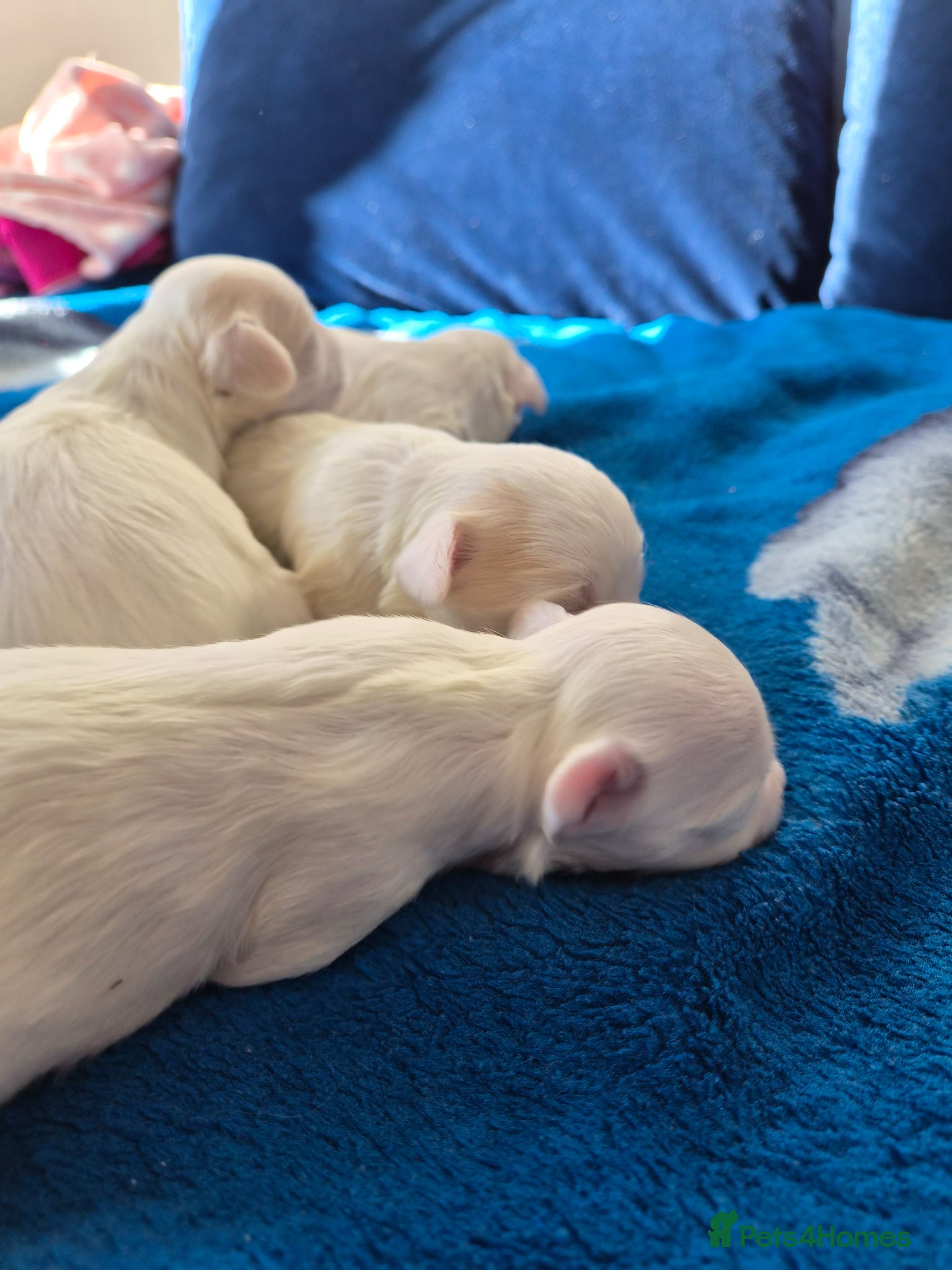 Maltese dogs Beautiful Maltese pupies - Advert 2