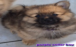 Pomsky dogs for sale: REDUCED PRICE: Cute Pomsky F1b puppies for sale  - Image 10