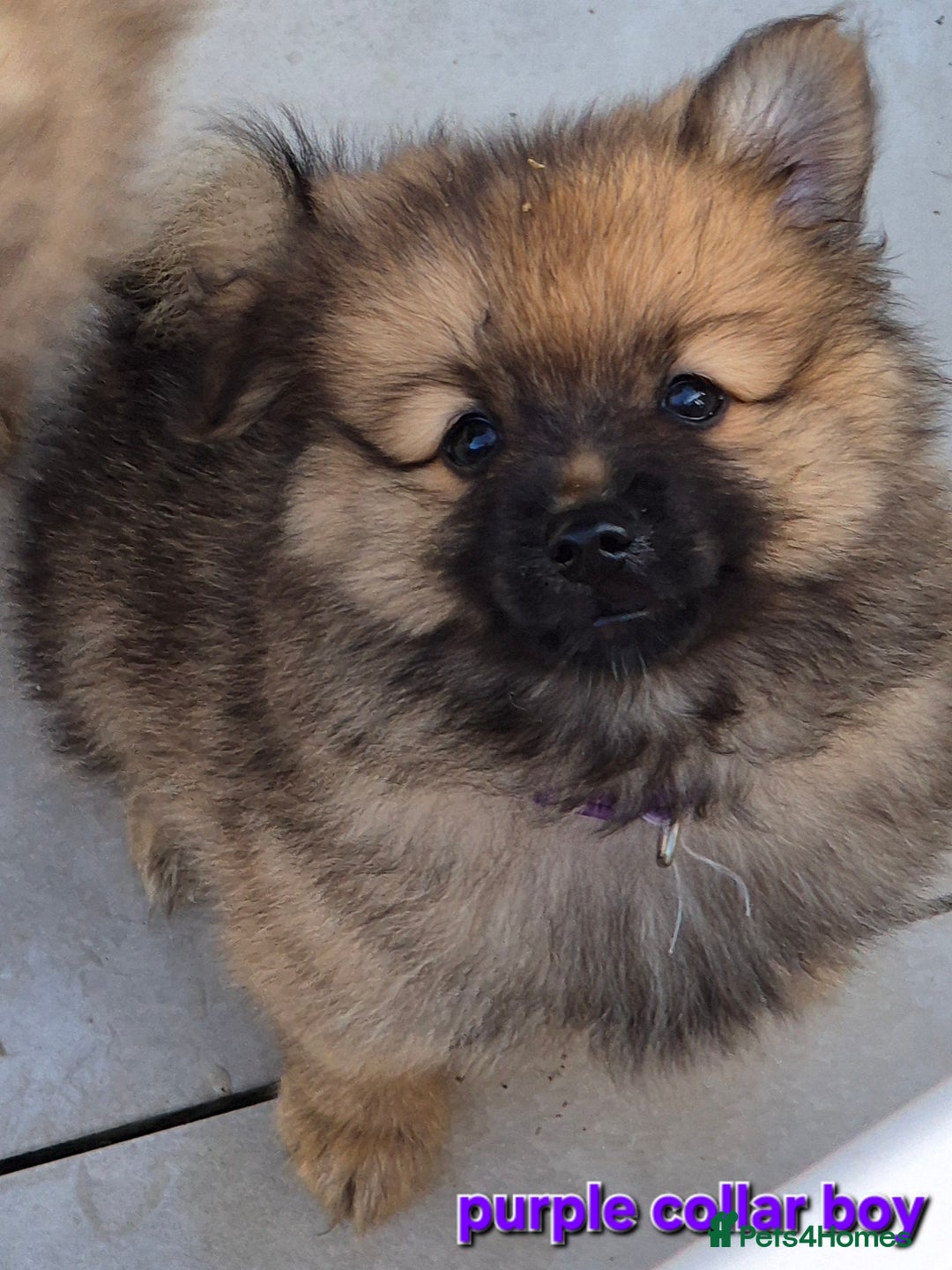Pomsky dogs for sale: REDUCED PRICE: Cute Pomsky F1b puppies for sale  - Image 10