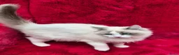 Ragdoll cats for sale: GCCF Registered Ragdoll Kittens  - Advert 16