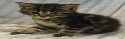 Maine Coon cats for sale: Maine Coon X  - Advert 9