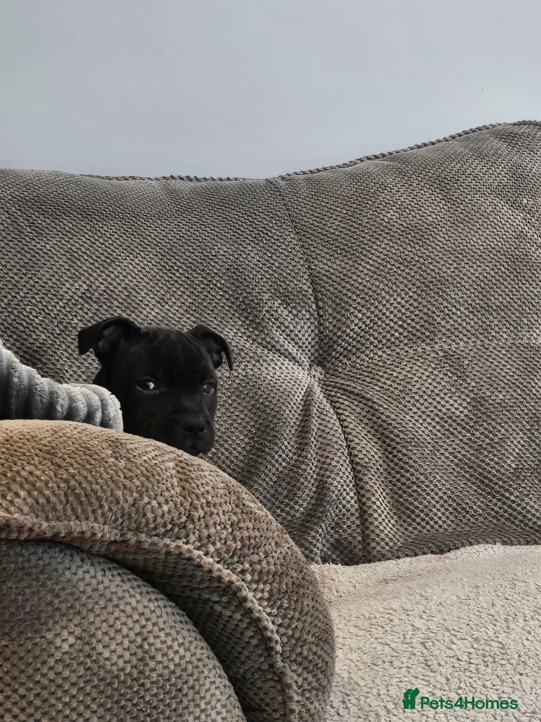 Staffordshire Bull Terrier dogs for sale: Stunning black girl - Image 19