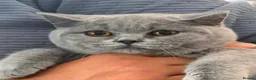 British Shorthair cats for sale: Blue British Shorthair ✨ chunky teddy bear kittens - Advert 1