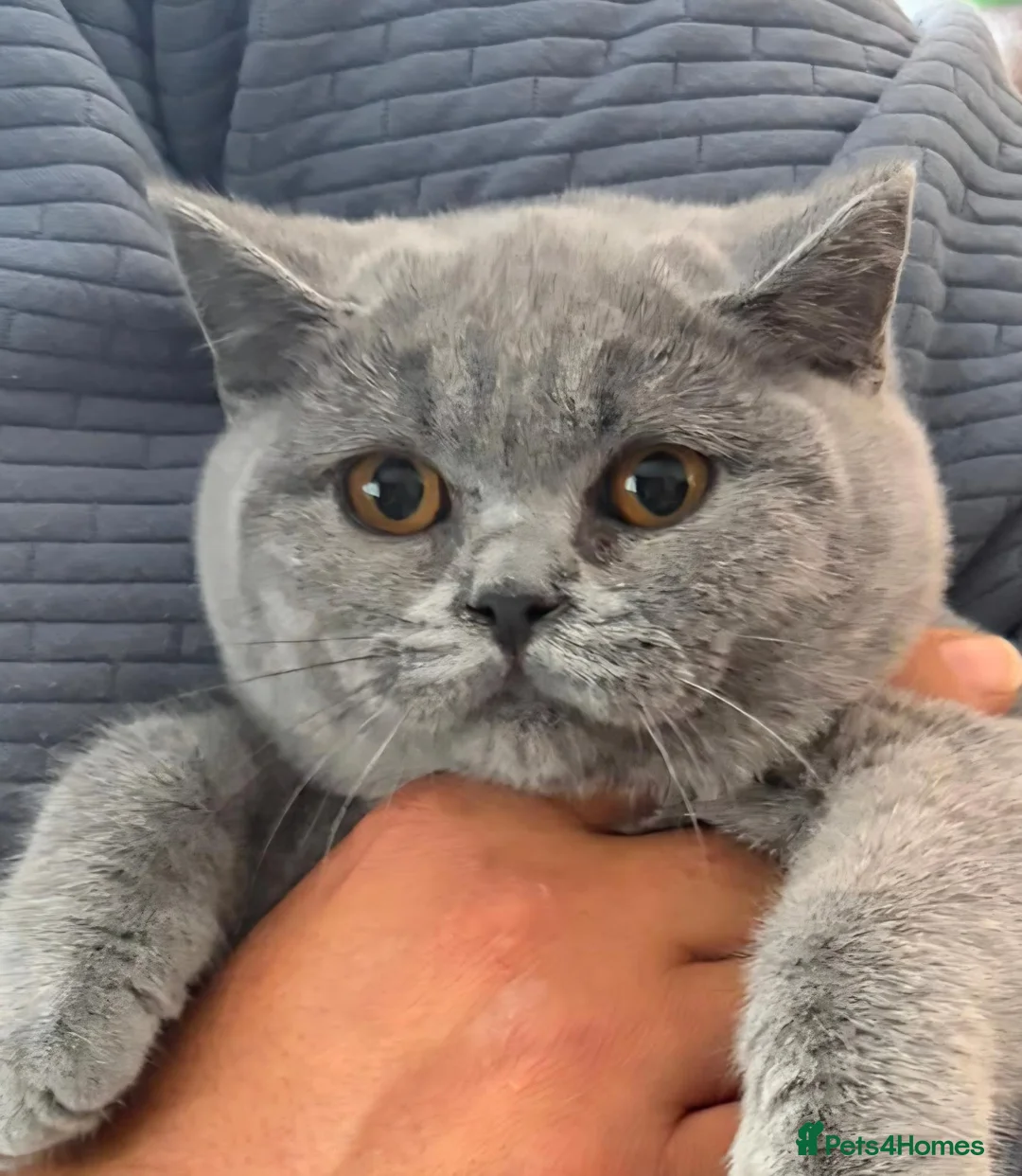 British Shorthair cats for sale: Blue British Shorthair ✨ chunky teddy bear kittens - Advert 1
