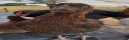 Chickens poultry for sale: Chickens for sale  - Advert 7
