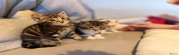 British Shorthair cats for sale: 3 Kittens for sale  in Havant - Advert 6