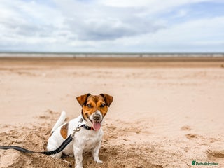 Jack Russell dogs in Liverpool - Advert 3