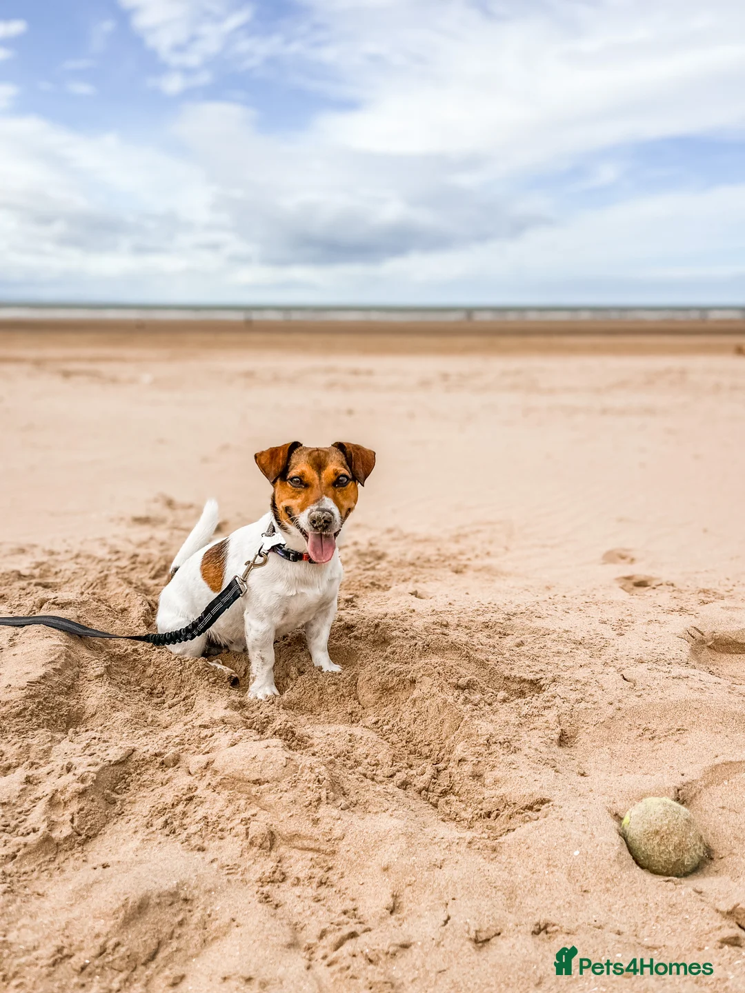 Jack Russell dogs for stud: Jack Russel For stud in Liverpool - Advert 1