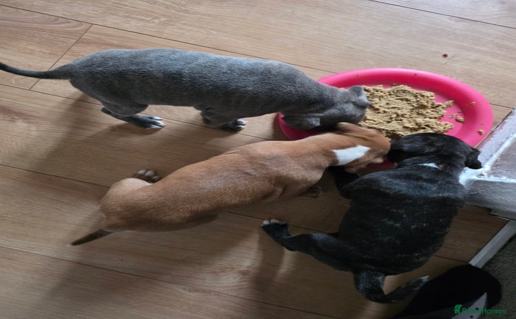 Staffordshire Bull Terrier dogs - Advert 11