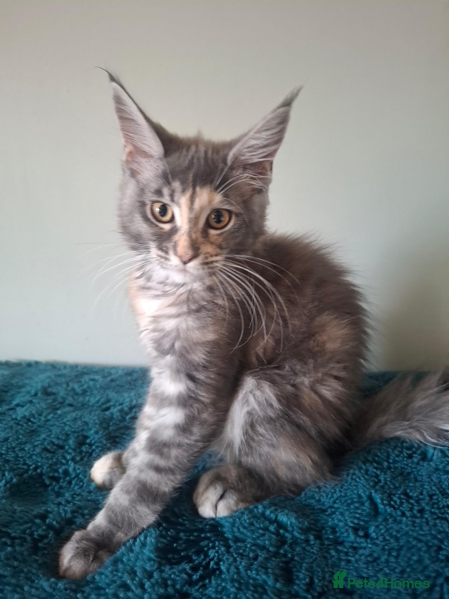 Maine Coon cats Tica registered Maine coon kittens - Advert 1