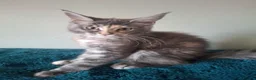 Maine Coon cats for sale: TICA registered Maine coon kittens - Advert 3