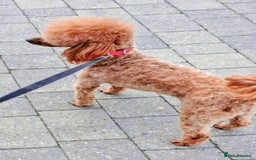 Yorkiepoo dogs for sale: Yorkiepoos - Advert 11