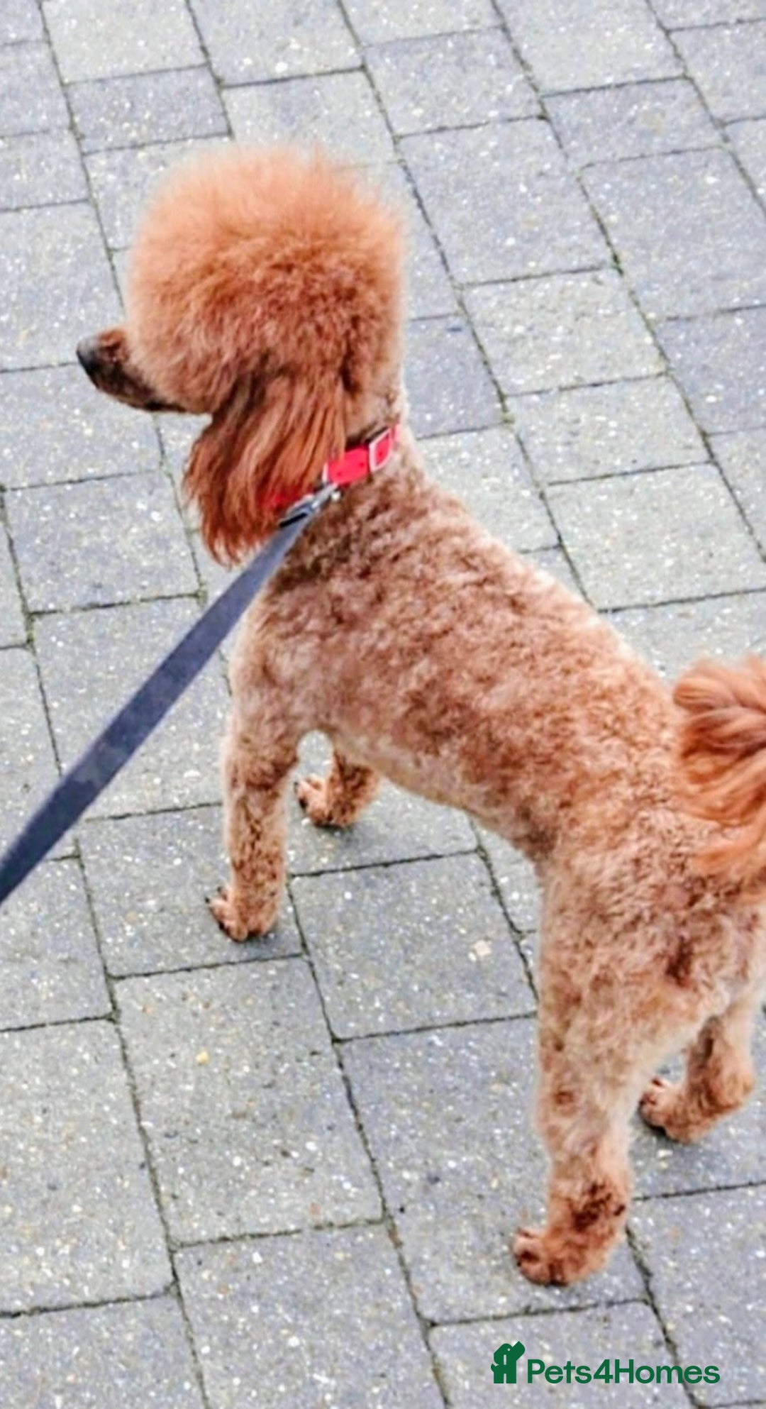 Yorkiepoo dogs for sale: Yorkiepoos - Advert 11