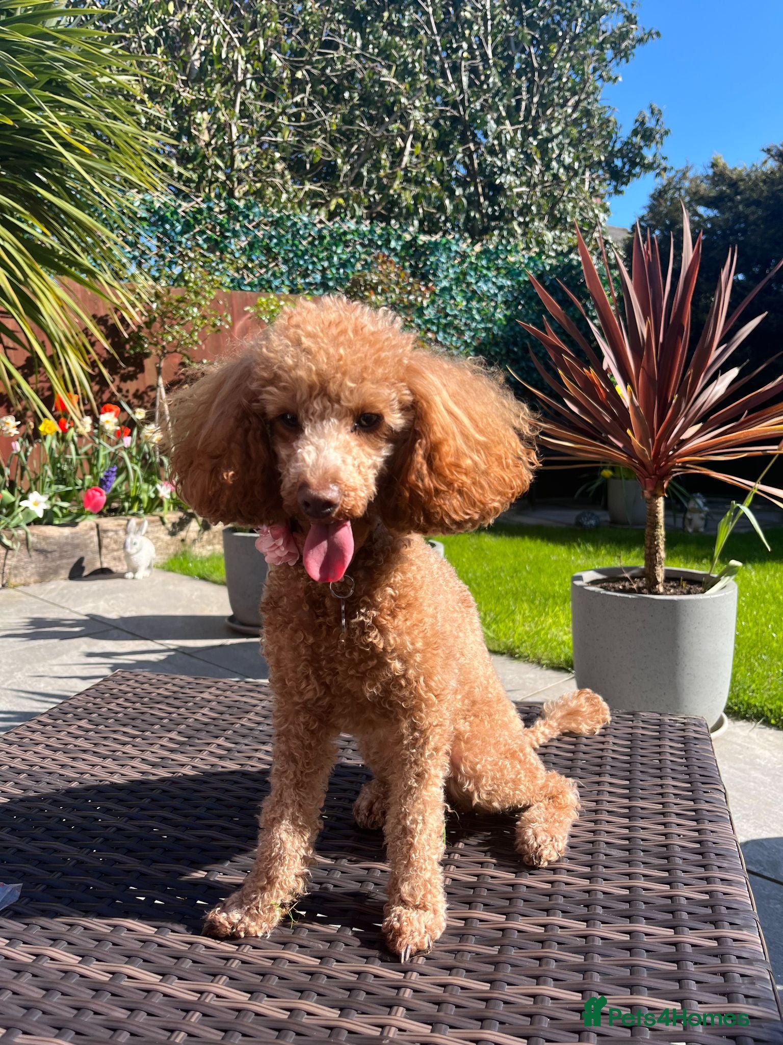 Toy Poodle dogs Lola - toy poodle, 2 years 9 months for rehoming  - Advert 1