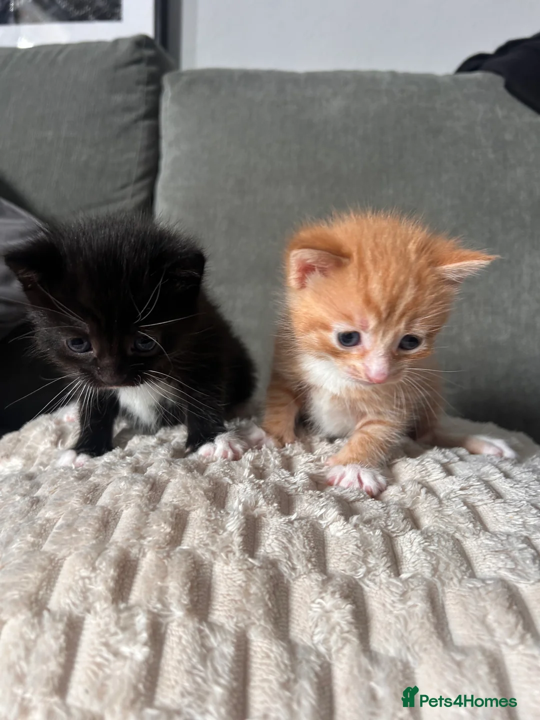 Mixed Breed cats for sale: 2 kittens for sale  - Advert 13