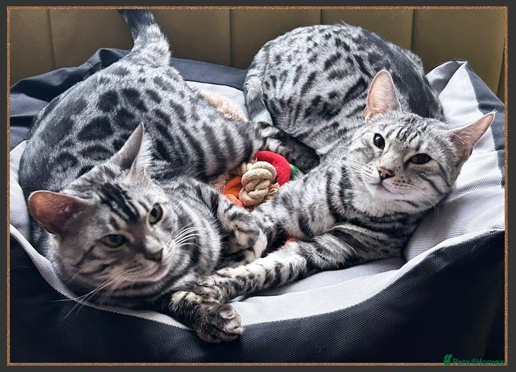 Bengal cats Silver Spotted Bengal Siblings Haja And Tala - Advert 1