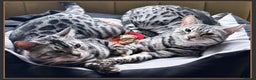 Bengal cats for sale: Silver Spotted Bengal Siblings Haja And Tala - Advert 1
