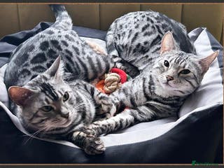 Bengal cats Silver Spotted Bengal Siblings Haja And Tala - Advert 1