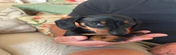 Miniature Dachshund dogs for sale: Miniature Dachshund Girls Ready to go now in Ashbourne - Advert 10