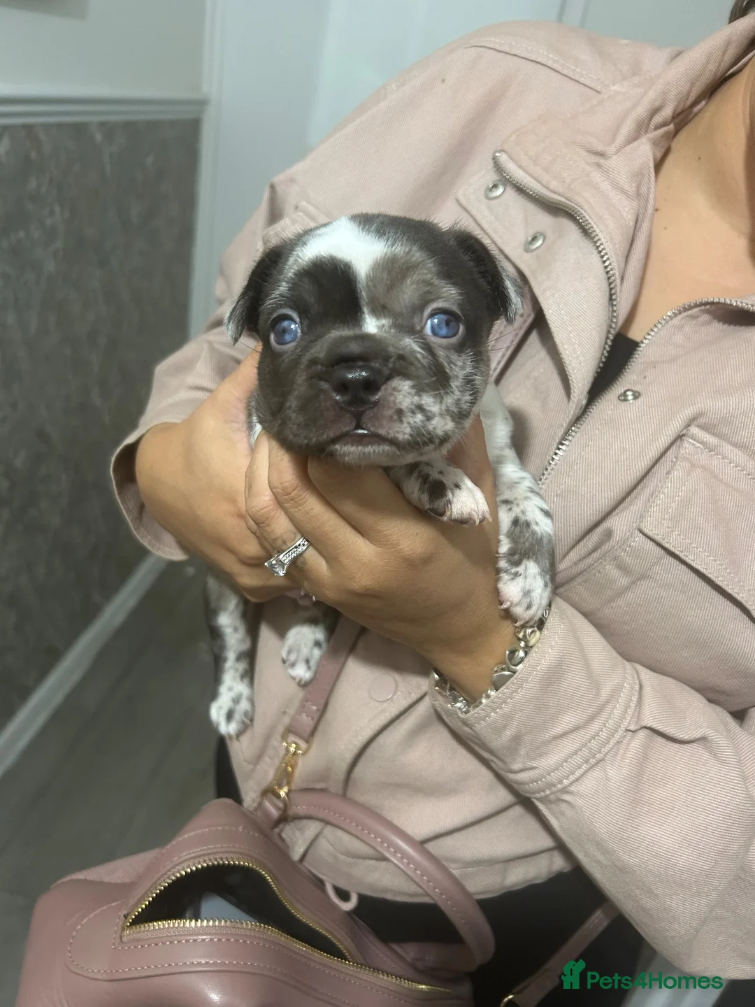 French Bulldog dogs for sale: 1 male French bulldog puppy in Luton - Advert 8