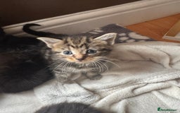 Mixed Breed cats for sale: 8 beautiful kittens (ready to go) - Image 7