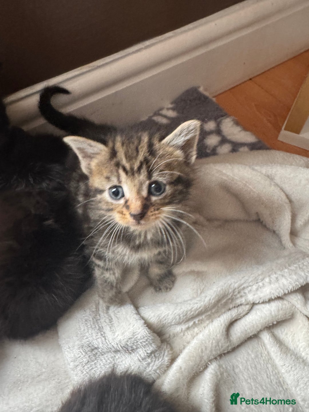 Mixed Breed cats for sale: 8 beautiful kittens (ready to go) - Image 7