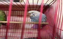 Budgerigars birds for sale: Baby Budgies’s xx males and females available  in Knutsford - Image 14